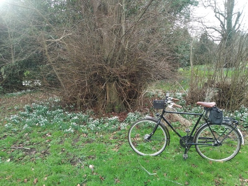 a Dutch-style bike stopped on some grass next to a drift of snowdrops